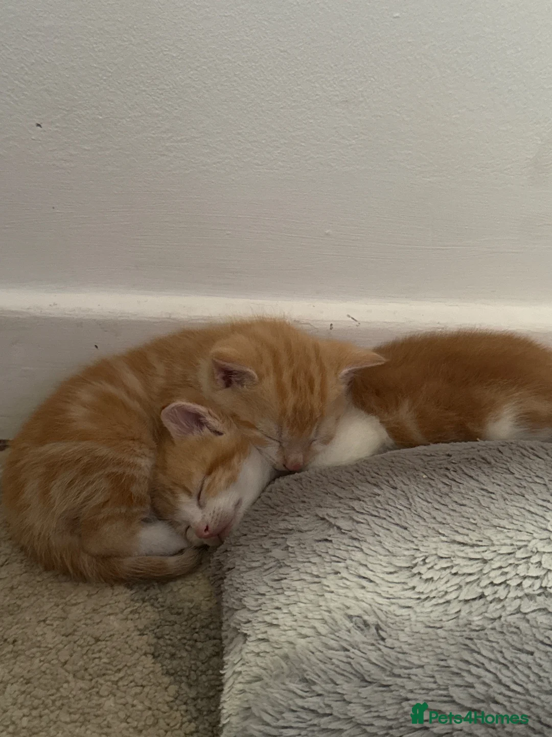 Ragdoll cats for sale: Ginger ragdoll mix - Advert 6