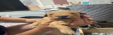 Labradoodle 3
