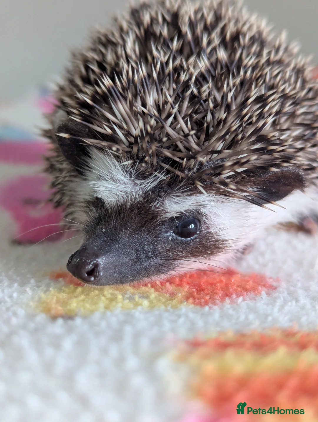Pygmy Hedgehog rodents for sale: Beautiful Hoglets Ready for 5* Homes - Advert 4