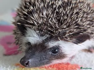 Pygmy Hedgehog rodents Beautiful Hoglets Ready for 5* Homes - Advert 2