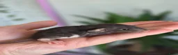 Rat rodents for sale: Stunning litter of Dumbo rats. - Advert 10