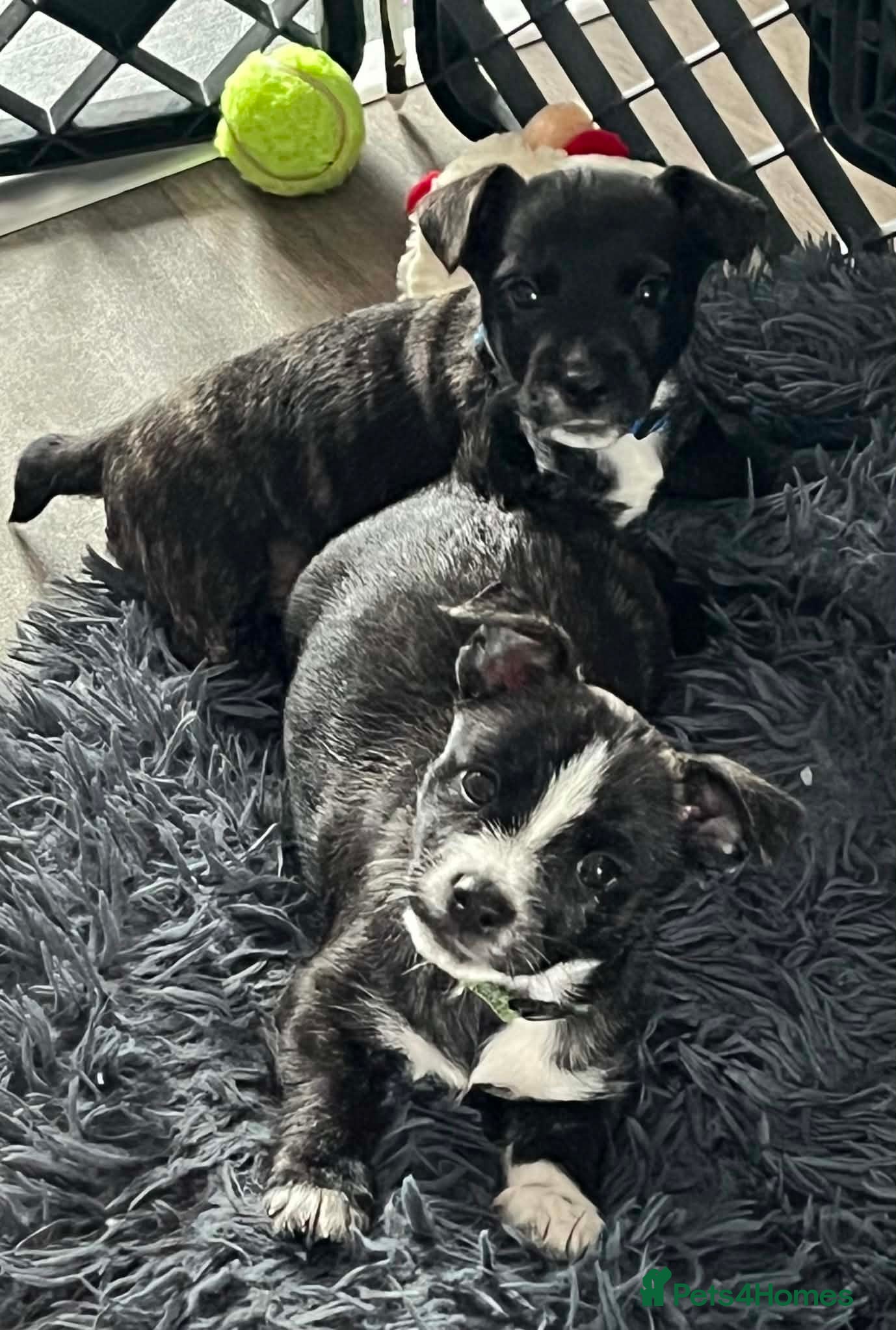 Jack Russell dogs Ready to go..Jack Russell highland terrier puppies - Advert 15