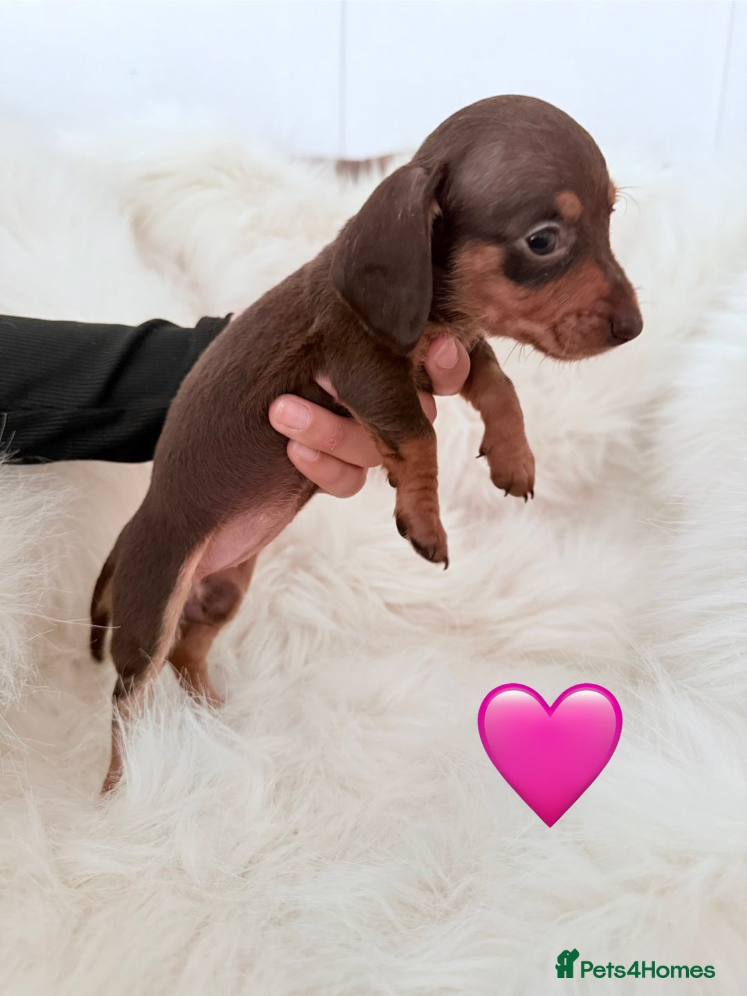 Miniature Dachshund dogs for sale: Stunning litter of Dapples 5 ⭐ Licensed Breeder - Image 17