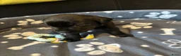 Labrador Retriever dogs for sale: Labrador puppies  in Weymouth - Advert 34