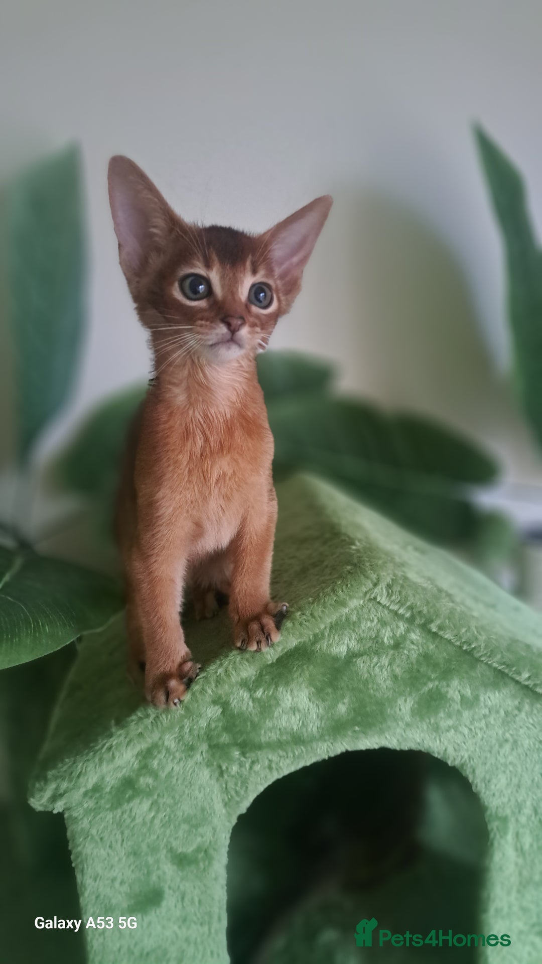 Abyssinian cats for sale: 5⭐️ TICA Pedigree Abyssinian Kittens - Advert 5