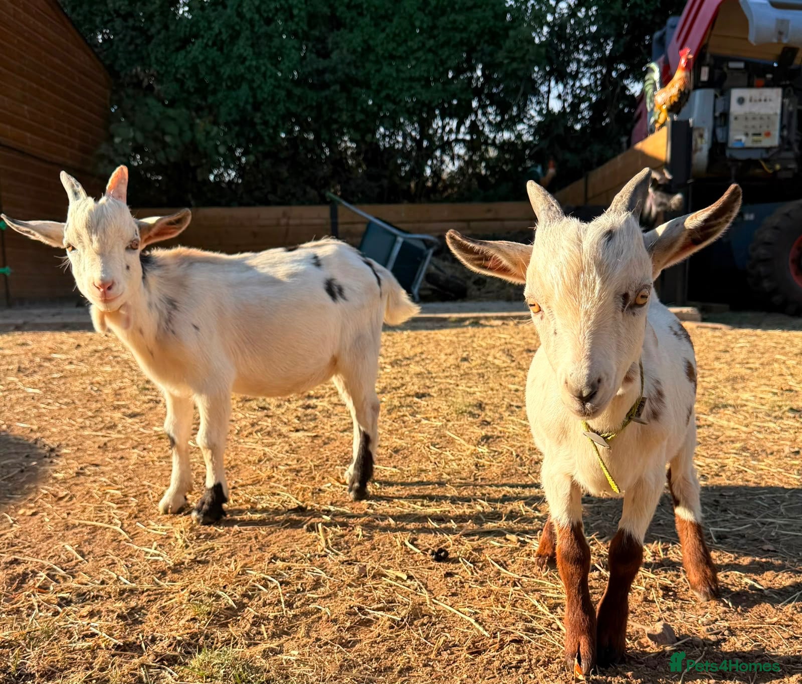 Goats livestock 2x Pygmy billy goats kids  - Advert 1
