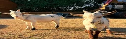 Goats livestock for sale: 2x Pygmy billy goats kids  in Leicester - Advert 1