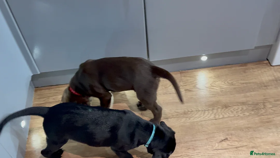 Labrador Retriever dogs for sale: One black Labrador male lift in Milford Haven - Advert 8