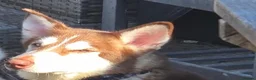 Siberian Husky dogs for sale: Red husky female  - Advert 2
