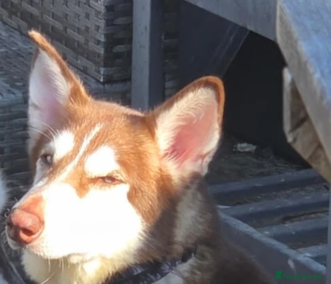 Siberian Husky dogs for sale: Red husky female  - Advert 2