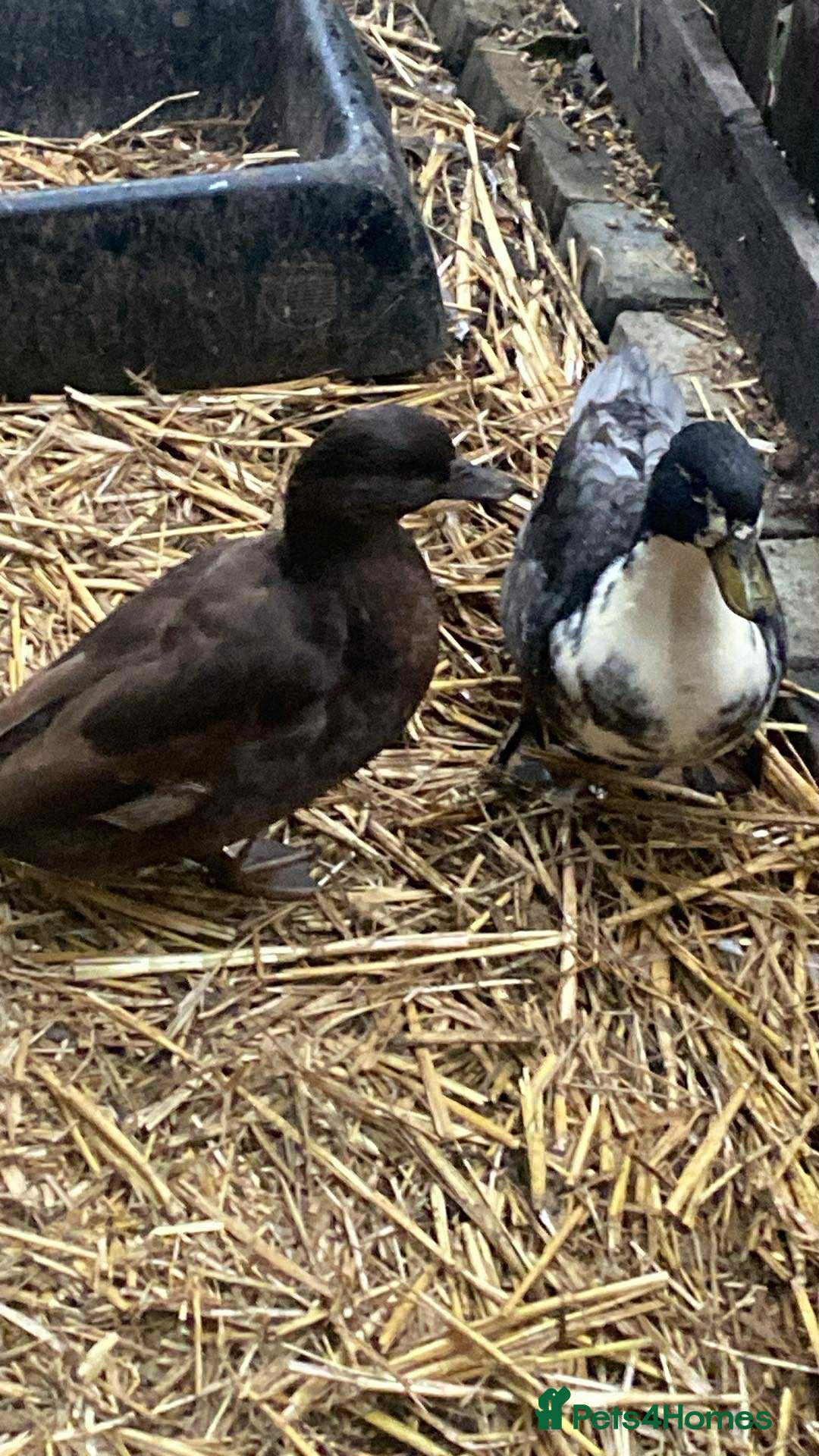 Ducks poultry Call ducks - Advert 10