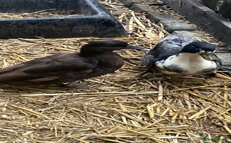 Ducks poultry - Advert 2