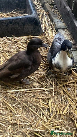 Ducks poultry - Advert 2