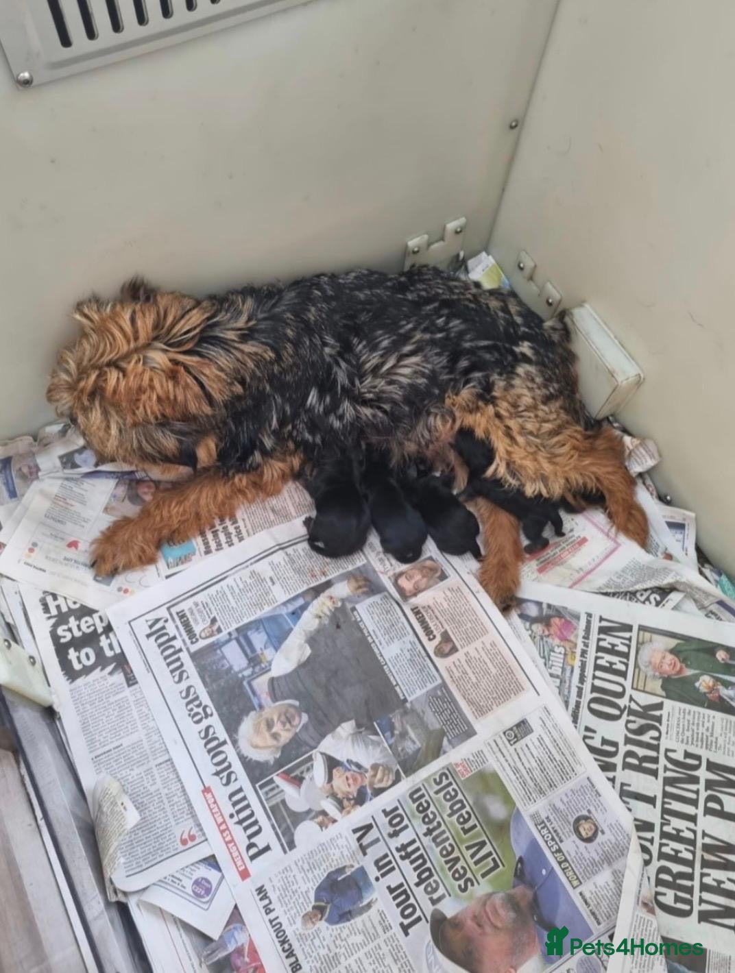 Border Terrier dogs Border terrier Puppies kc registered - Advert 1