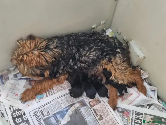 Border Terrier dogs Border terrier Puppies kc registered - Advert 1