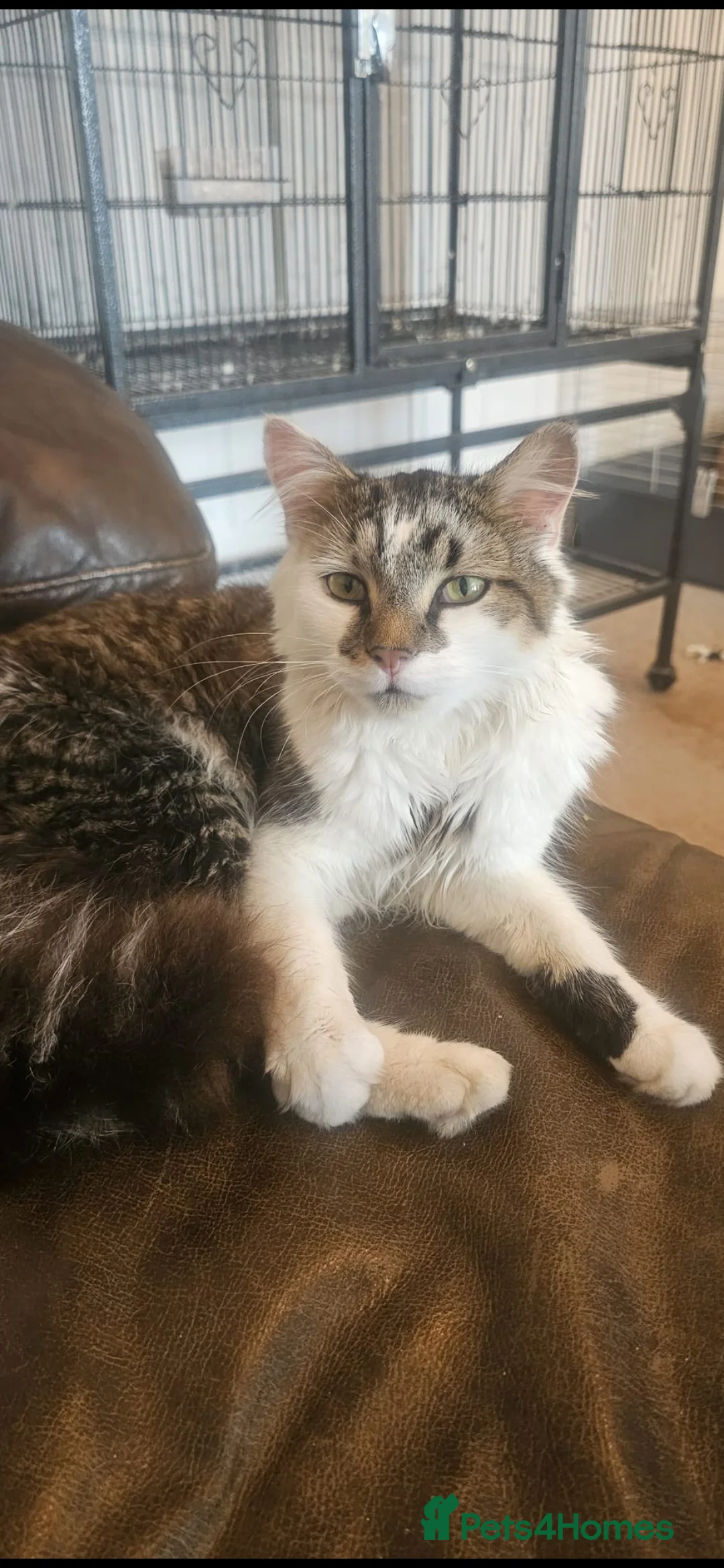 Mixed Breed cats for sale: X2 Male cats  - Advert 2