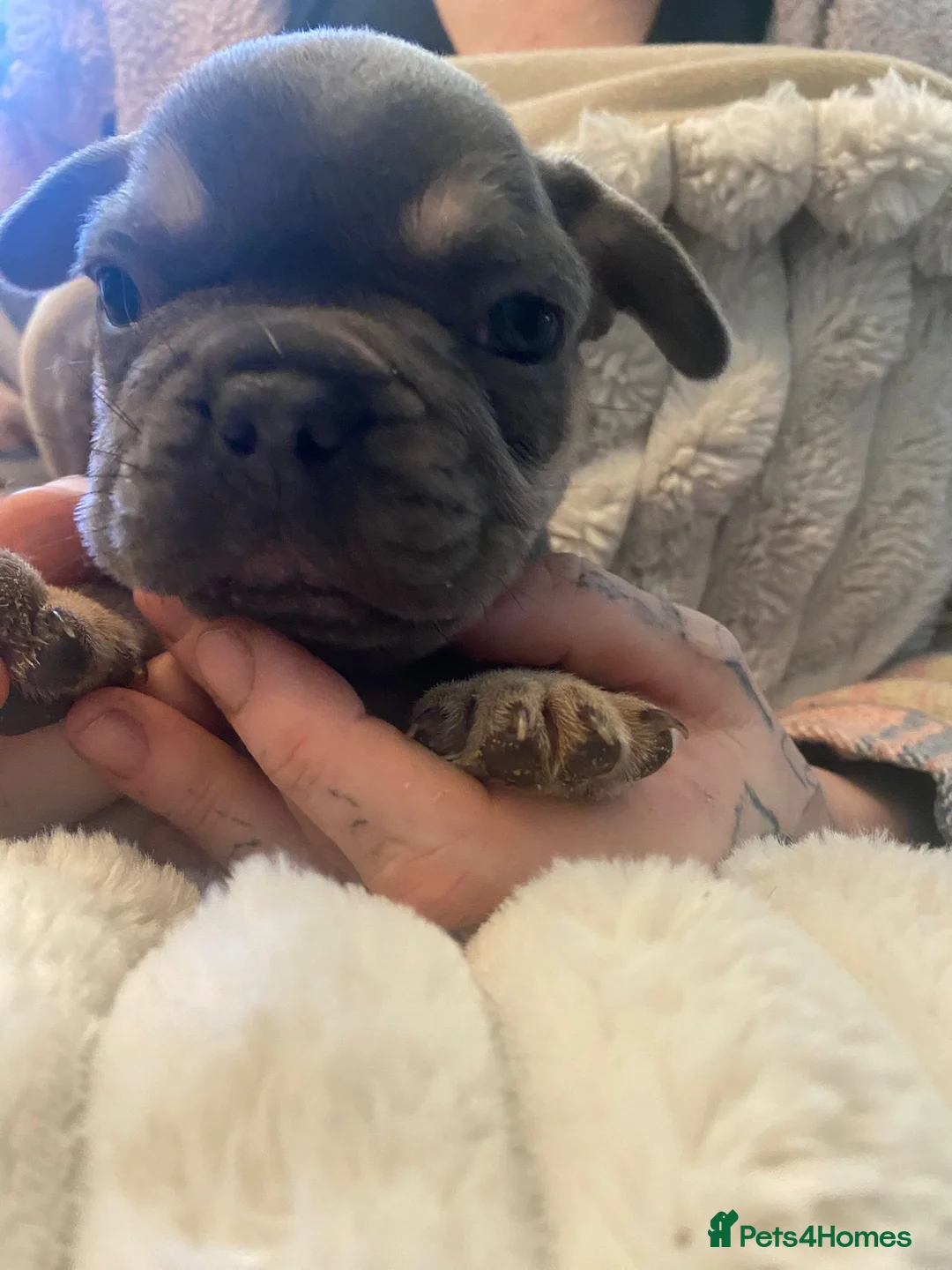 French Bulldog dogs for sale: Chucky laid back beautiful frenchies in Rochdale - Advert 10