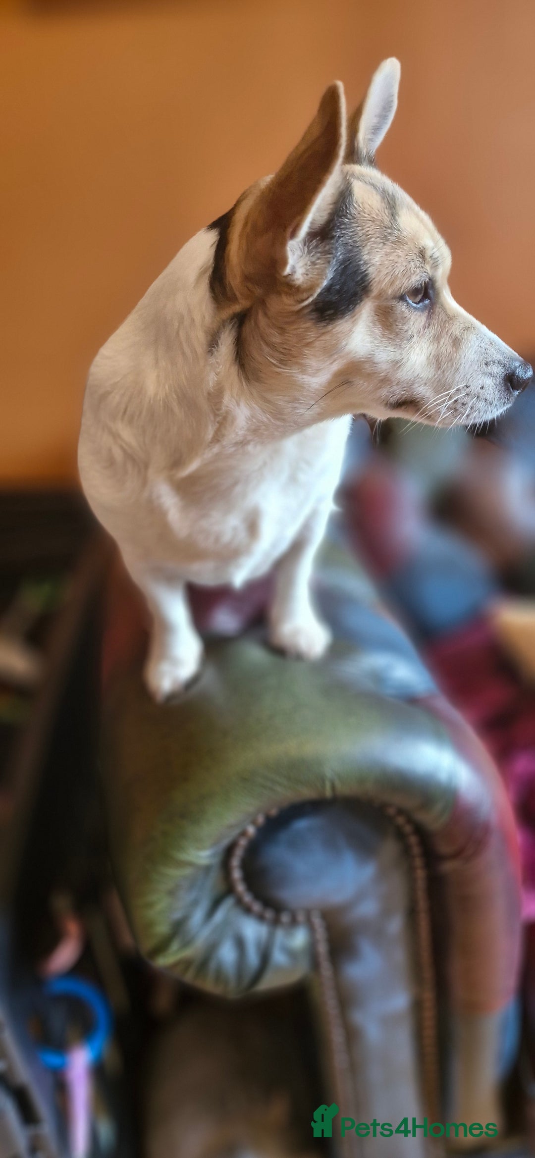 Jack Russell dogs for sale: Gorgeous adult female jack Russell  - Image 9