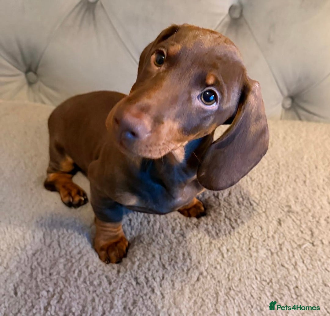 Dachshund dogs for sale: Standard dachshund puppies - Advert 16