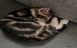 Domestic Shorthair cats for sale: 2 Female Tabby Kittens For Sale - Image 9