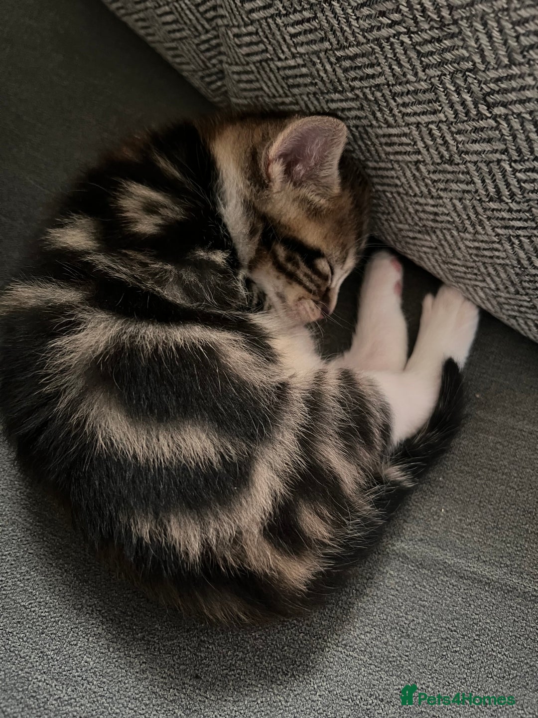 Domestic Shorthair cats for sale: 2 Female Tabby Kittens For Sale - Image 9