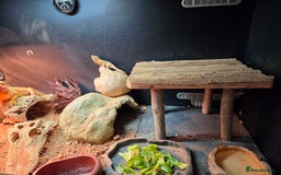 Bearded Dragon reptiles for sale: Red Bearded Dragon needs a new home - Image 13
