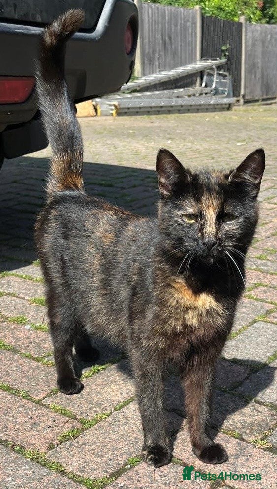 Mixed Breed cats 4 Beautiful Black female kittens - Advert 1