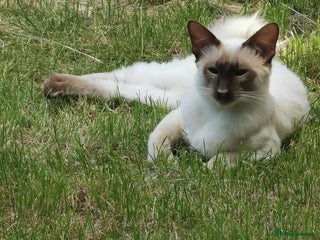 Balinese cats Stunning chocolate point balinese seeks retirement - Advert 1