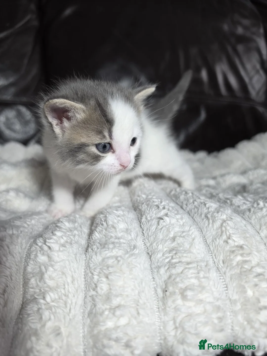 Mixed Breed cats for sale: Mixed Siberian-Ragdoll - Advert 2