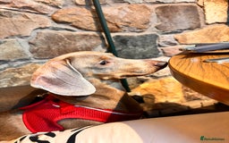 Miniature Dachshund dogs for sale: Stunning Miniature Piebald/Isabella Dachshunds 💙  - Advert 3