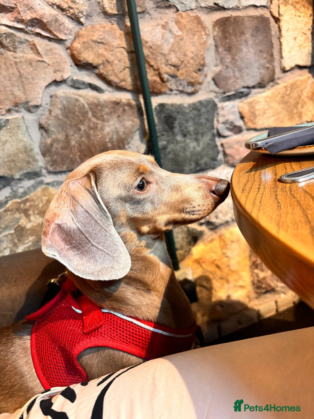 Miniature Dachshund dogs for sale: Stunning Miniature Piebald/Isabella Dachshunds 💙  - Advert 3