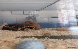 Hamster rodents for sale: 9weeks Syrian hamster and set up - Image 3