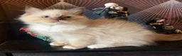 Ragdoll cats for sale: Tica chocolate mink boy ACTIVE available  - Advert 5