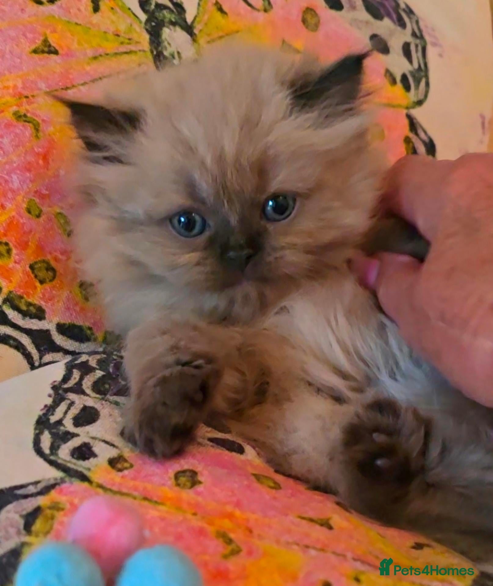 Persian cats Quality Minuet Persians - Advert 2