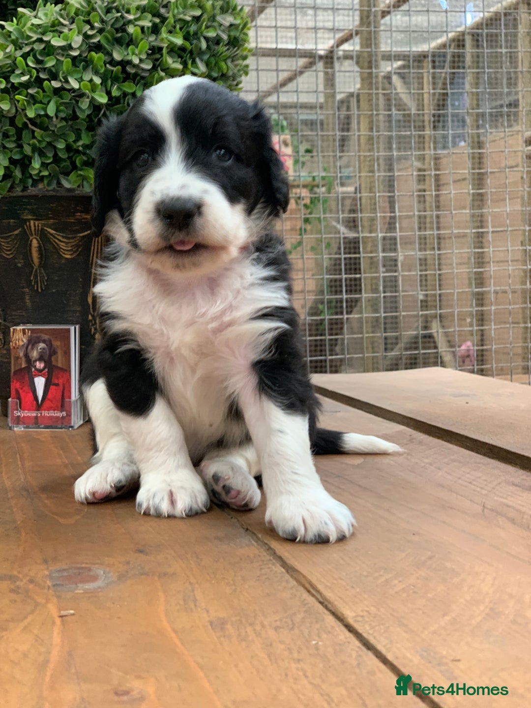 Bernedoodle dogs for sale: Midi Medium Bernedoodle Puppies  - Image 12