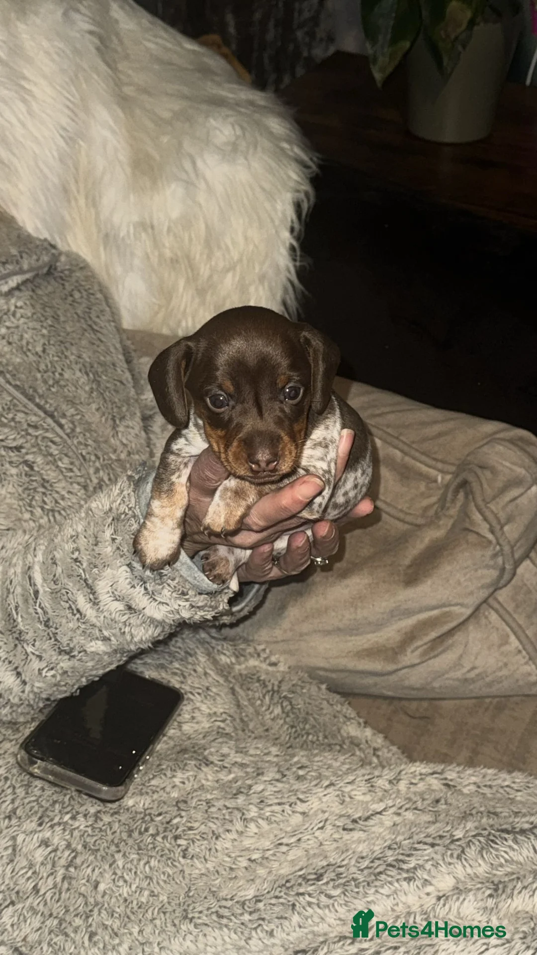 Miniature Dachshund dogs for sale: Beautiful boy - Advert 1