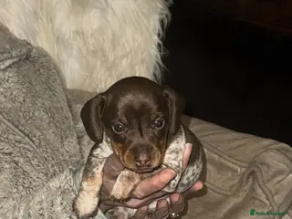 Miniature Dachshund dogs Beautiful boy - Advert 1