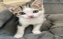 Domestic Shorthair cats for sale: Domestic kittens  - Image 13