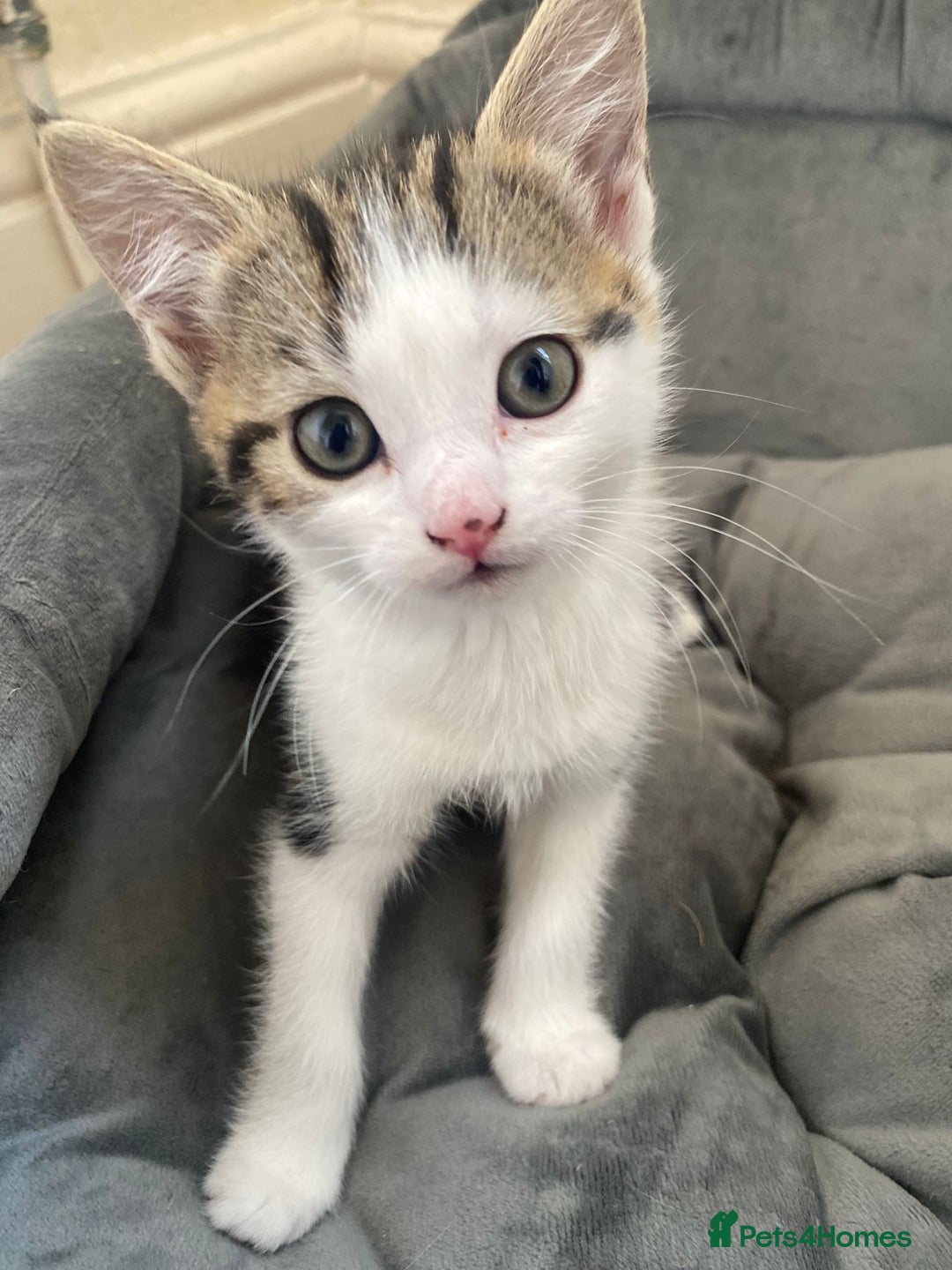 Domestic Shorthair cats for sale: Domestic kittens  - Image 13