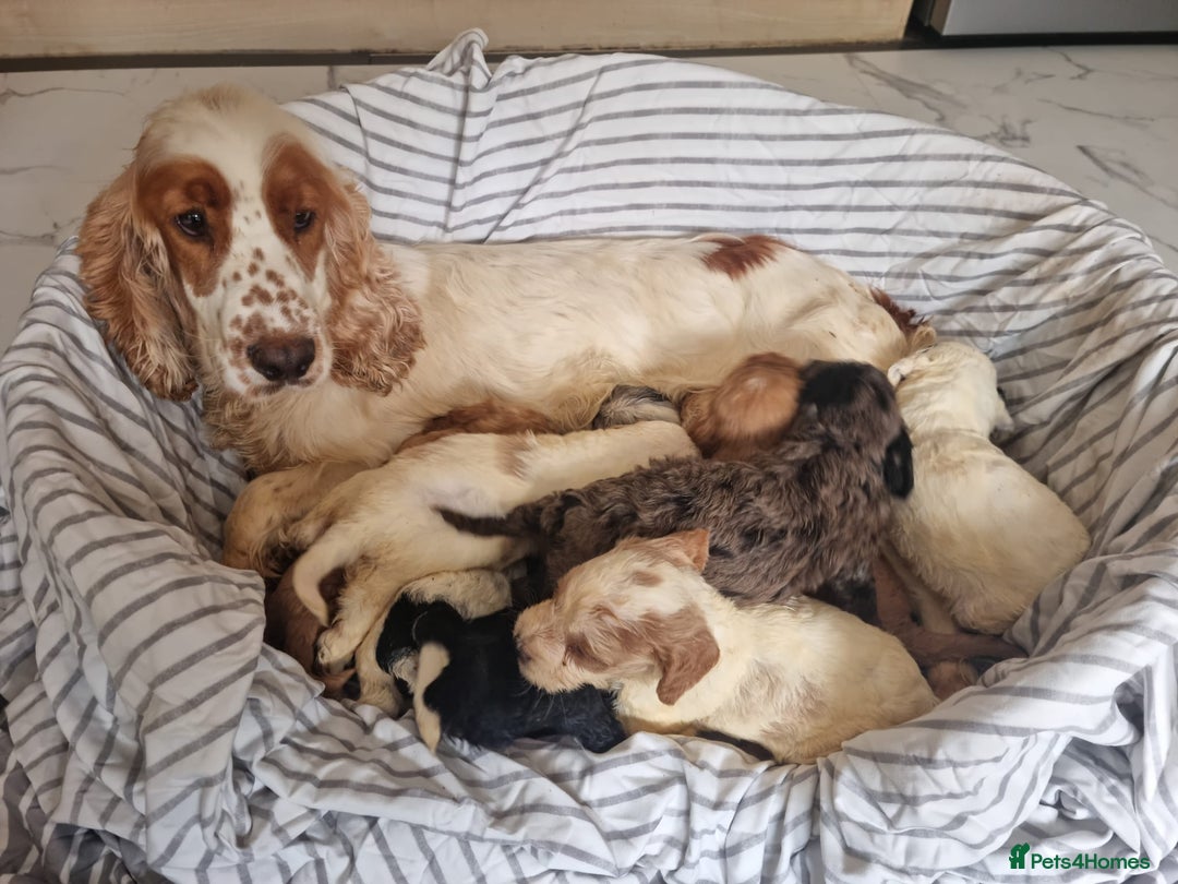 Cockapoo dogs for sale: Cockapoo puppies  - Image 6