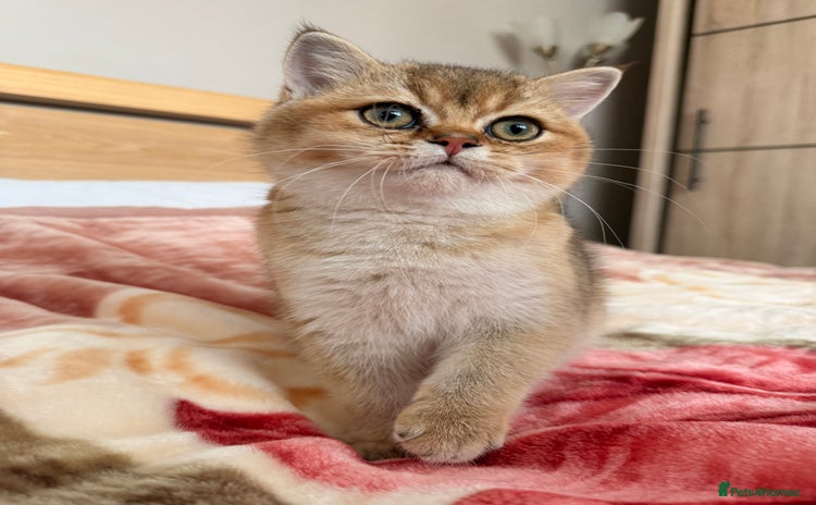 British Shorthair cats LAST ONE - rare colour BSH, very affectionate - Advert 16