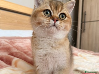 British Shorthair cats LAST ONE - rare colour BSH, very affectionate - Advert 13