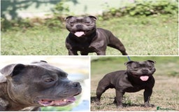 Staffordshire Bull Terrier dogs for stud: 2 SOLID BLUE MALES AVAILABLE FOR STUD  - Advert 4