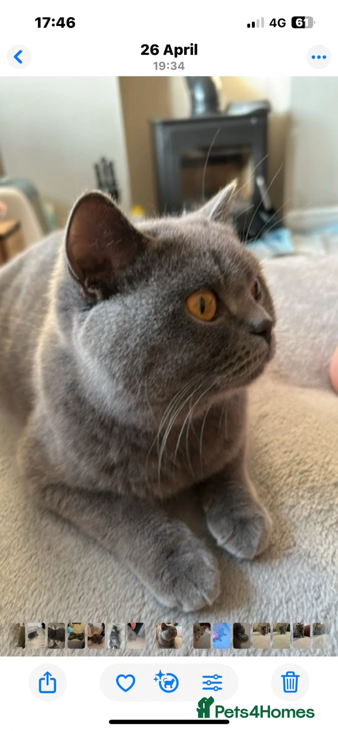 British Shorthair cats for sale: Very Special HomeWanted for Our Beautiful Queen 💙 - Advert 5