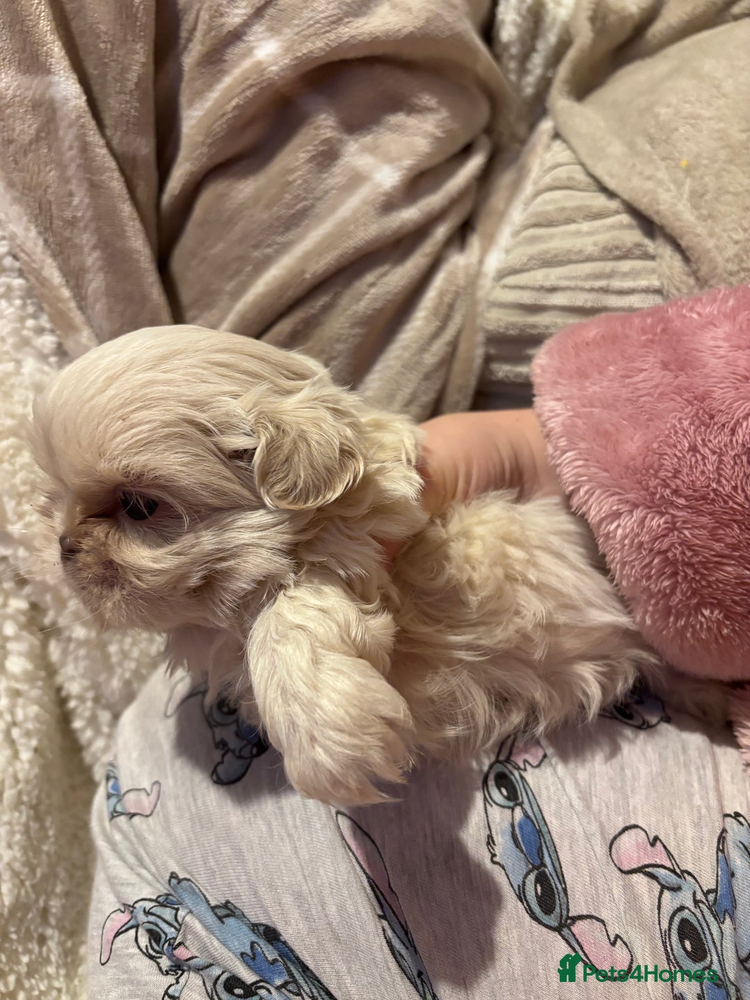 Shih Tzu dogs for sale: Beautiful Shih Tzu puppies - Advert 11