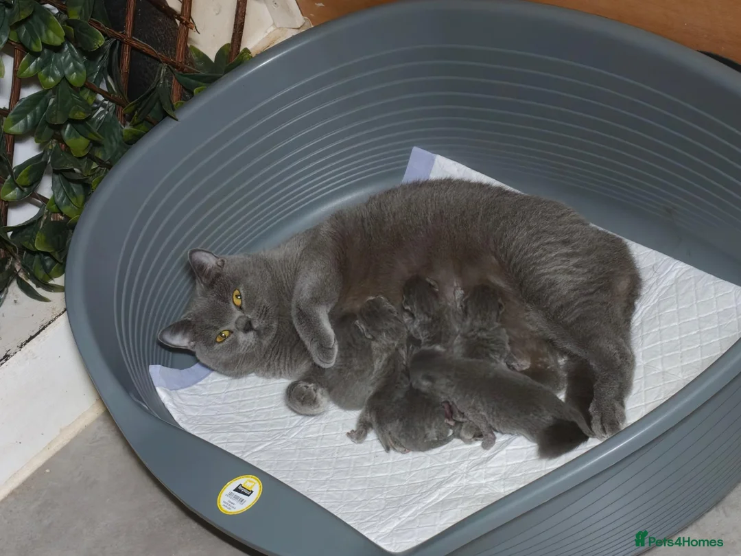 British Shorthair cats for sale: GCCF registered chunky British Shorthair Kittens - Advert 1