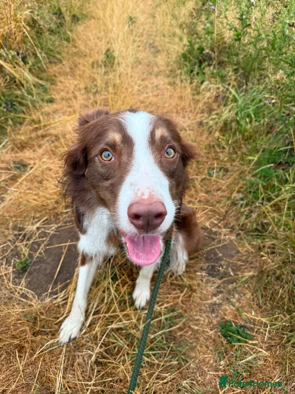 Border Collie dogs Red and white border collie 2 years old - Advert 3