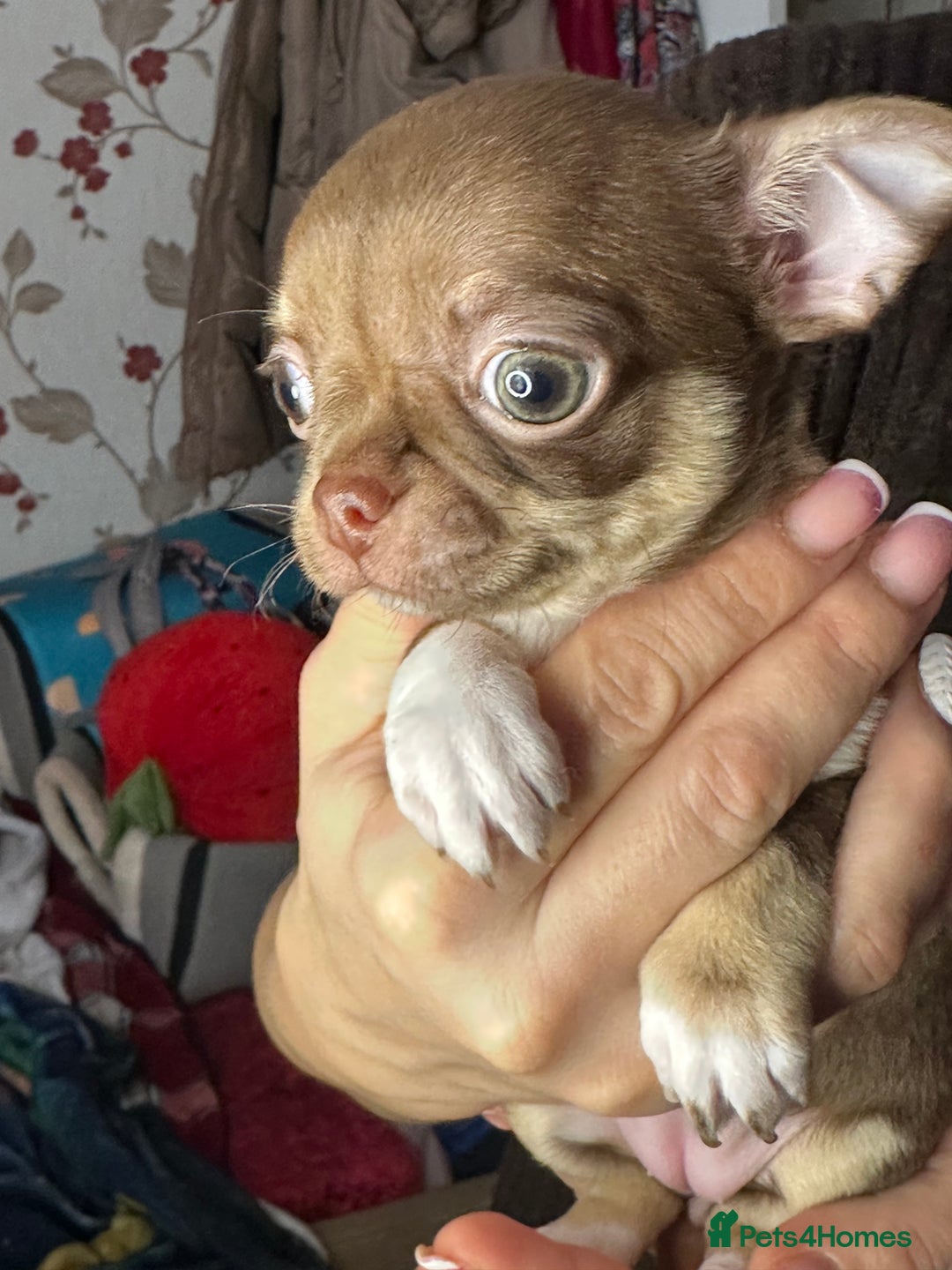 Chihuahua dogs for sale: Chihuahua puppies  - Advert 8