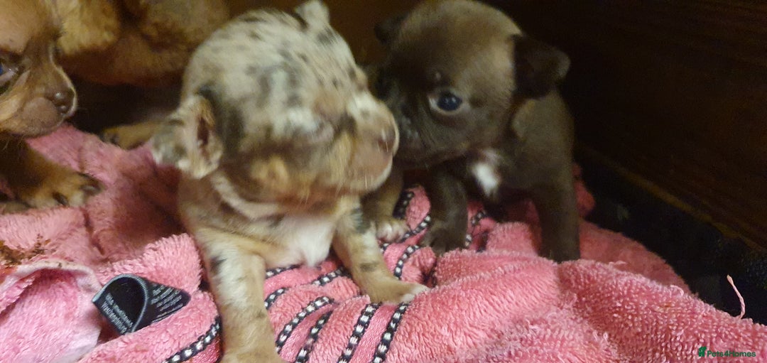 Chihuahua dogs for sale: Beautiful chihuahua puppies  - Image 7