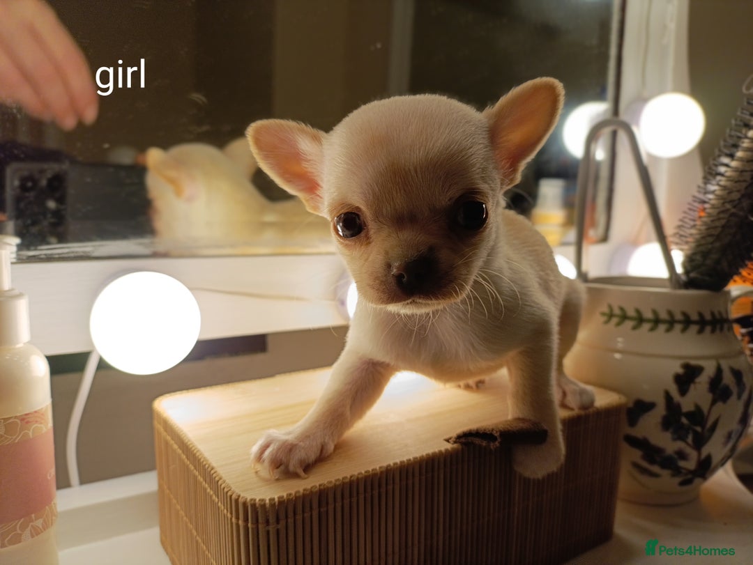 Chihuahua dogs for sale: 1 boys 3 girl pedigree chihuahua - Advert 30